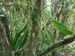 Acianthera macropoda