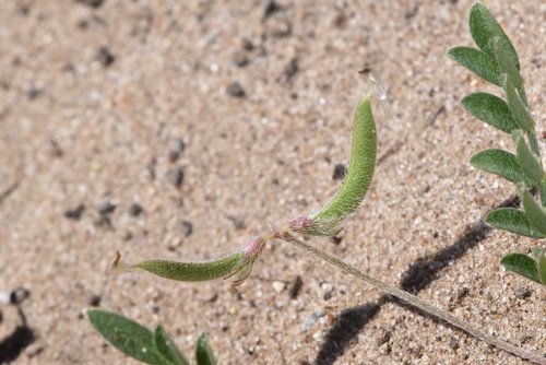 Astragalus nuttallianus var. trichocarpus