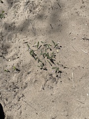 Astragalus nuttallianus trichocarpus
