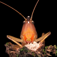 Neoconocephalus