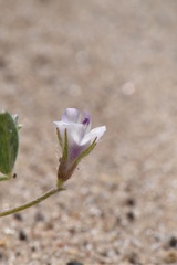 Astragalus nuttallianus trichocarpus