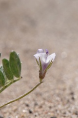 Astragalus nuttallianus trichocarpus