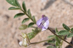 Astragalus nuttallianus trichocarpus