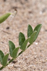Astragalus nuttallianus trichocarpus
