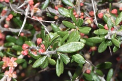 Castela erecta