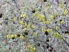 Bulnesia schickendantzii