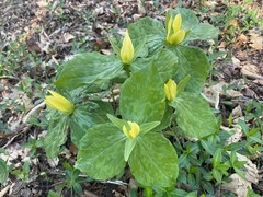 Trillium luteum