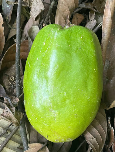 Passiflora quadrangularis