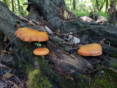 Gymnopilus liquiritiae
