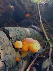 Gymnopilus liquiritiae