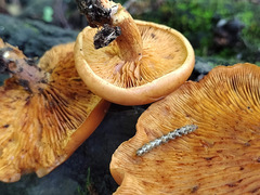 Gymnopilus liquiritiae
