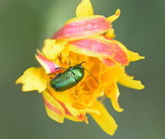 Cryptocephalus sericeus