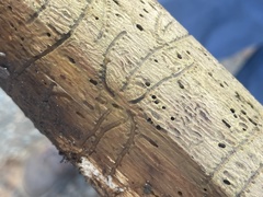 Pityogenes bidentatus