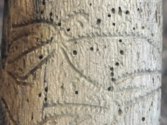 Pityogenes bidentatus