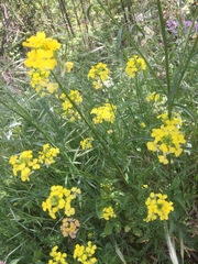 Erysimum nevadense