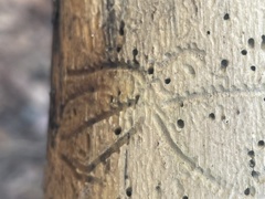 Pityogenes bidentatus