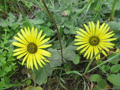 Arctotheca calendula