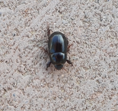 Heteronychus arator