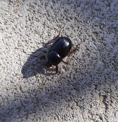 Heteronychus arator
