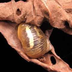 Simpulopsis