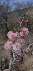 Mimosa lacerata