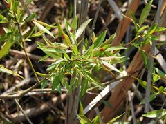 Salix petiolaris