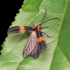 Lycidae