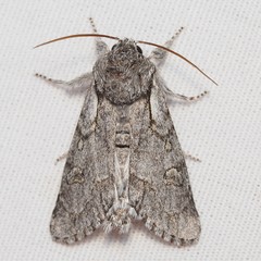Acronicta tota