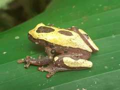 Dendropsophus leucophyllatus