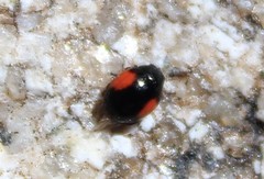 Brachiacantha subfasciata