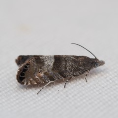 Sereda tautana