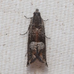 Sereda tautana