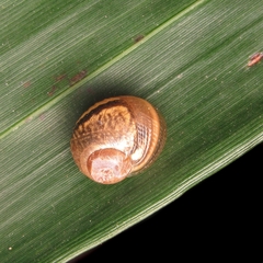 Simpulopsis