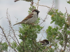 Passer domesticus