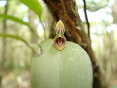 Acianthera saundersiana