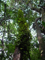 Acianthera saundersiana