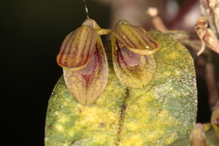 Acianthera saundersiana