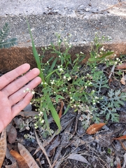 Parthenium hysterophorus