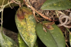 Acianthera saundersiana