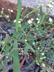 Parthenium hysterophorus