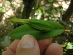 Acianthera saundersiana