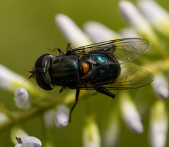 Helophilus hochstetteri