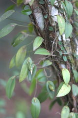 Acianthera saundersiana