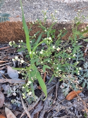 Parthenium hysterophorus