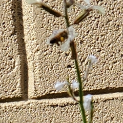 Apis mellifera