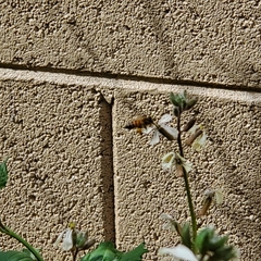 Apis mellifera