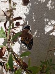Danaus plexippus