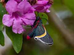 Mysoria barcastus