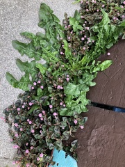 Persicaria capitata