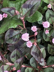 Persicaria capitata